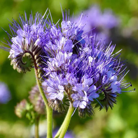 Lacy Phacelia Flower seeds for Planting Sun Loving Heirloom & GMO Free Seeds for Home Garden