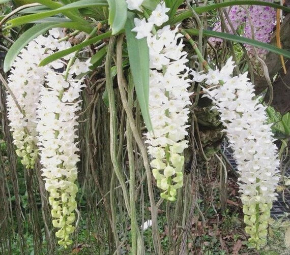 Rhynchostylis Retusa Alba Flower seeds for Planting Premium Quality Heirloom & GMO Free Seeds for Home Garden