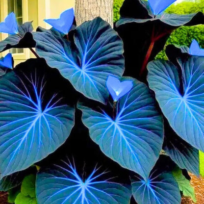 Sky Blue Caladium Flower seeds for Planting - Low Maintenance, Heirloom & GMO Free Seeds for Home Garden