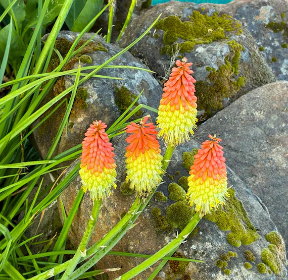 Premium Fresh Caulescens Flower seeds for Planting Wildflower Mix, Heirloom & GMO Free Seeds for Home Garden seeds