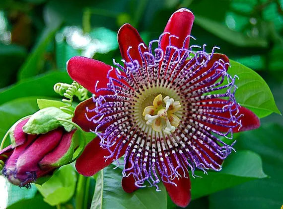 Riesengranadilla Flower seeds for Planting Garden Favorite, Heirloom & GMO Free Seeds for Home Garden vegetable and garden seeds