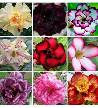 Mixed Adenium Rose Flower seeds for Planting - Bright Blooms, Heirloom & GMO Free Seeds for Home Garden
