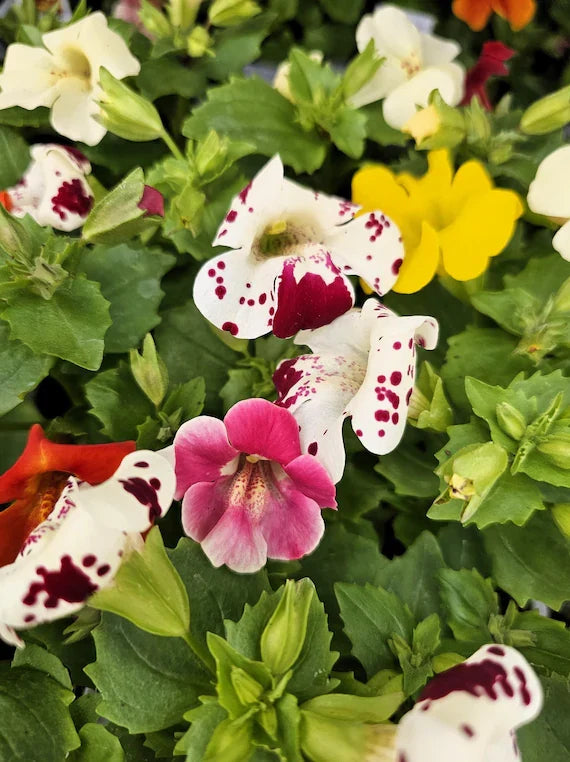 Premium White Mimulus Hybridus Flower seeds for Planting Seasonal Bloomer, Heirloom & GMO Free Seeds for Home Garden seeds