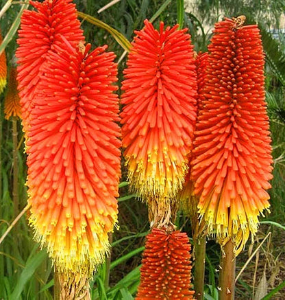 Kniphofia Flower seeds for Planting Shade Tolerant Heirloom & GMO Free Seeds for Home Garden
