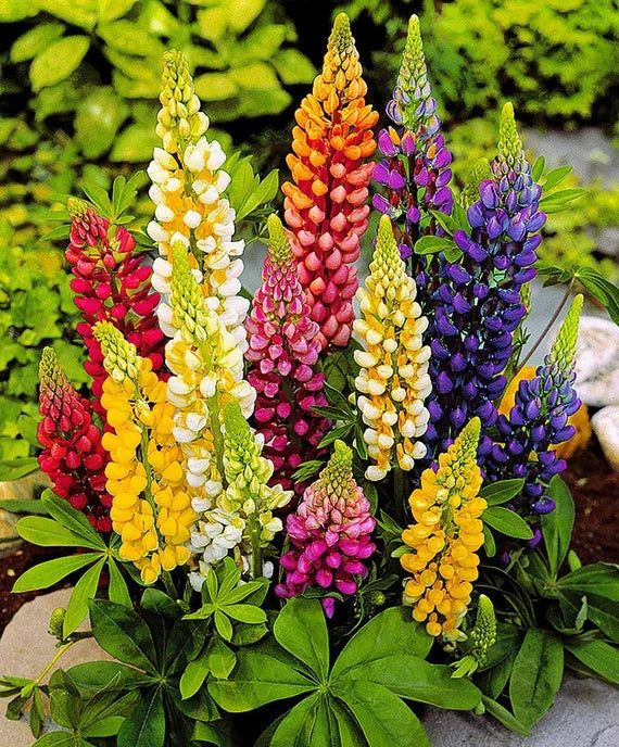 Premium Lupine Flower seeds for Planting Drought Tolerant Heirloom & GMO Free Seeds for Home Garden seeds