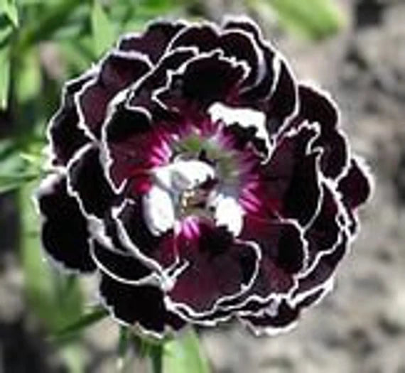 Dianthus Chianti Clove Flower seeds for Planting Wildflower Mix, Heirloom & GMO Free Seeds for Home Garden seeds for planting