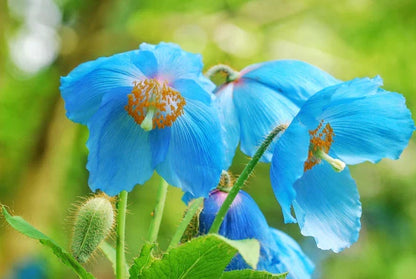 Meconopsis Betonicifolia Flower seeds for Planting Pollinator Friendly Heirloom & GMO Free Seeds for Home Garden