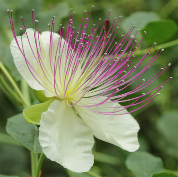 High quality Purple Caper Bush Flower seeds for Planting Low Maintenance, Heirloom & GMO Free Seeds for Home Garden seeds pack