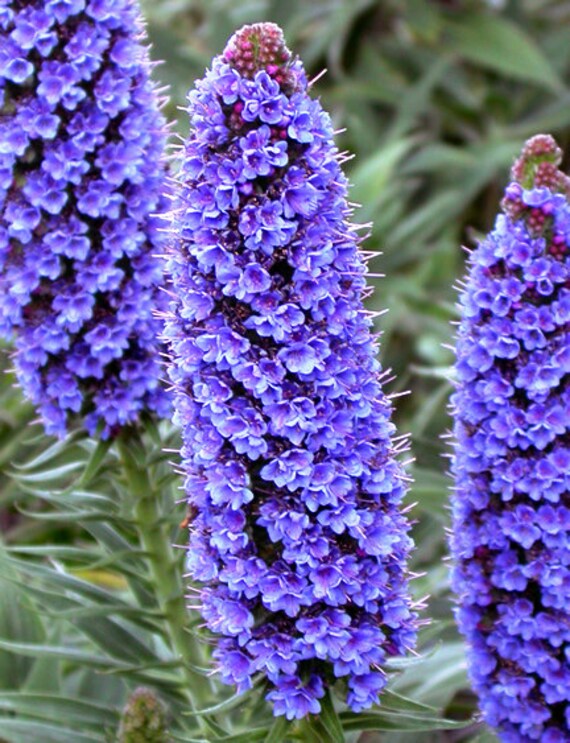 High quality Madeira Flower seeds for Planting Seasonal Bloomer, Heirloom & GMO Free Seeds for Home Garden seeds pack