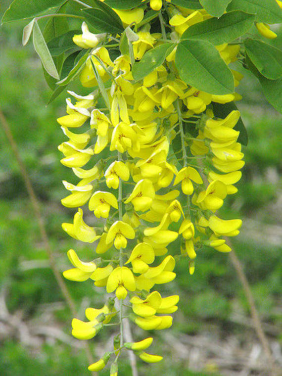Golden Chain Flower seeds for Planting - Sun Loving, Heirloom & GMO Free Seeds for Home Garden