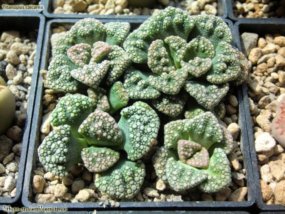 Premium Sea Green Titanopsis Hugo Schlechteri Flower seeds for Planting Garden Favorite, Heirloom & GMO Free Seeds for Home Garden seeds