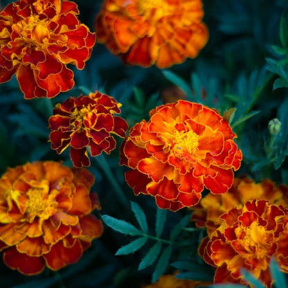 Russian Marigold Flower seeds for Planting Easy to Grow Heirloom & GMO Free Seeds for Home Garden