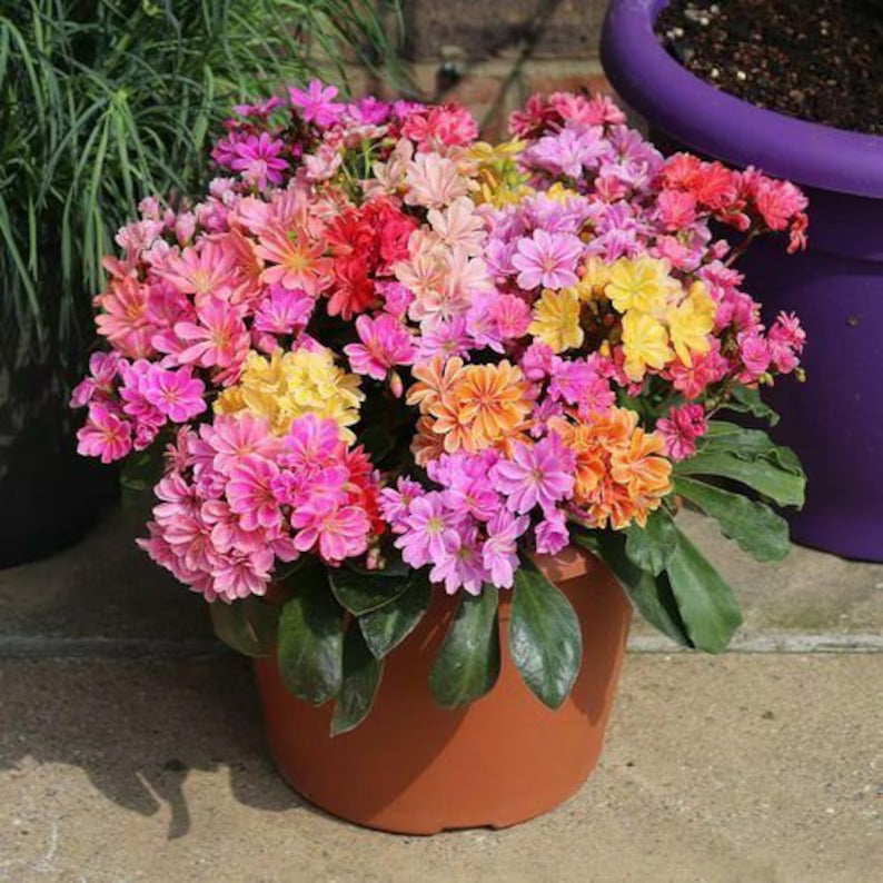 Premium Lewisia Cotyledon Flower seeds for Planting Garden Favorite, Heirloom & GMO Free Seeds for Home Garden seeds