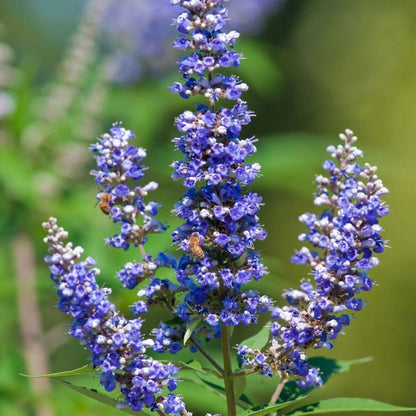 Chasteberry Flower seeds for Planting Bright Blooms Heirloom & GMO Free Seeds for Home Garden 
 
 Sale for planting in home garden