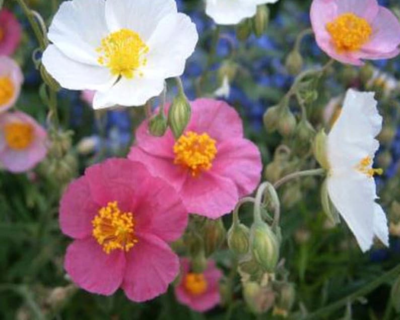 High quality Mixed Helianthemum Rock Rose Flower seeds for Planting Bright Blooms, Heirloom & GMO Free Seeds for Home Garden seeds pack