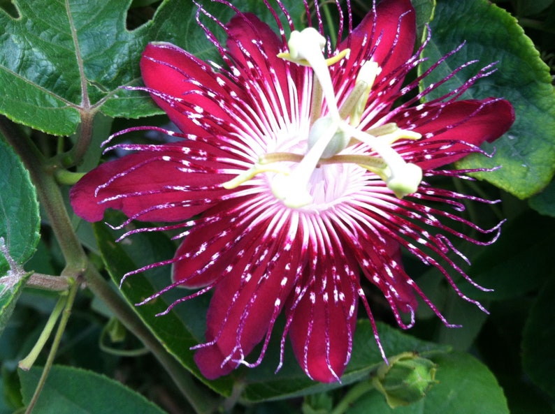 Passion Flower seeds for Planting Long Bloom Season Heirloom & GMO Free Seeds for Home Garden 
 
 Sale for planting in home garden