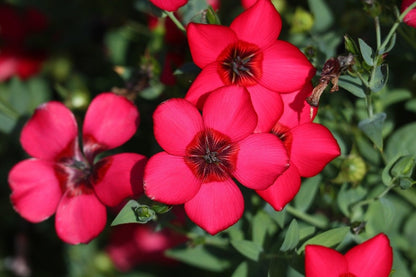 Grandiflorum Flower seeds for Planting Seasonal Bloomer Heirloom & GMO Free Seeds for Home Garden 
 
 Sale for planting in home garden