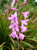 Watsonia Borbonica Flower seeds for Planting Wildflower Mix Heirloom & GMO Free Seeds for Home Garden seeds for planting
