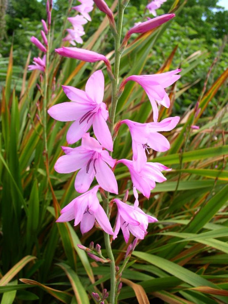 Watsonia Borbonica Flower seeds for Planting Wildflower Mix Heirloom & GMO Free Seeds for Home Garden seeds for planting