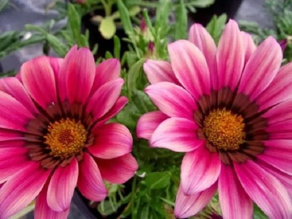 Premium Pink Gazania Rigens Flower seeds for Planting Easy to Grow, Heirloom & GMO Free Seeds for Home Garden seeds
