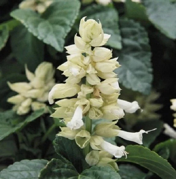 Premium Light Yellow Lavender Flower seeds for Planting Premium Quality, Heirloom & GMO Free Seeds for Home Garden seeds