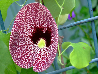 Aristolochia (Aristolochia Elegans) seeds for planting in home garden