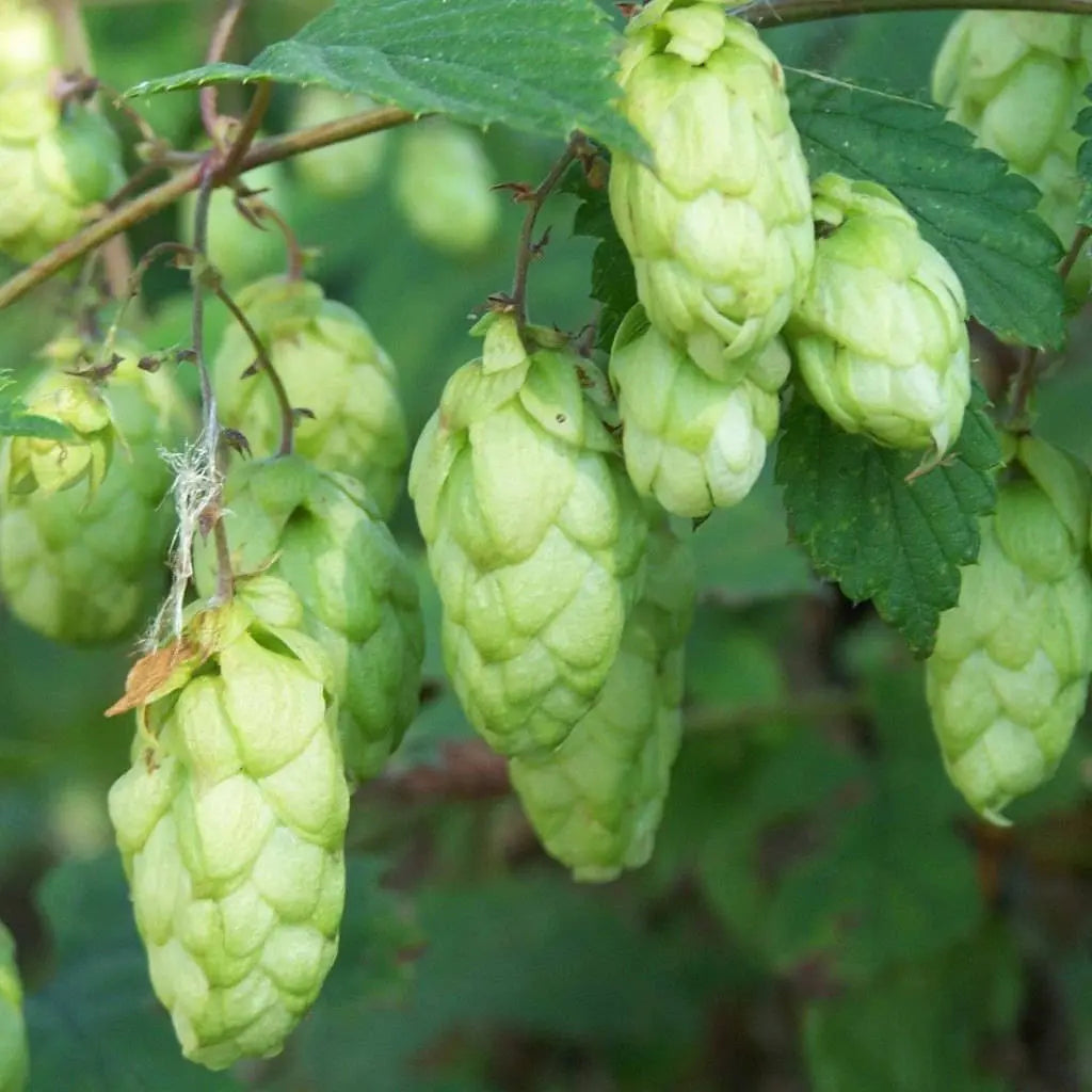 Premium Humulus Lupulus Flower seeds for Planting Seasonal Bloomer, Heirloom & GMO Free Seeds for Home Garden seeds