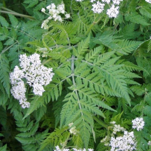 Premium Cicely Myrrhis Odorata Flower seeds for Planting Low Maintenance, Heirloom & GMO Free Seeds for Home Garden seeds