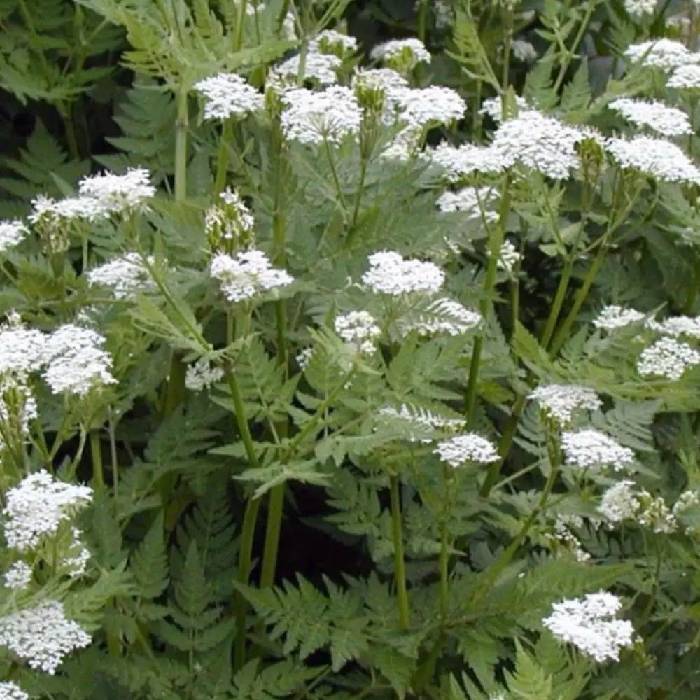 Cicely Flower seeds for Planting Vibrant Colors, Heirloom & GMO Free Seeds for Home Garden vegetable and garden seeds