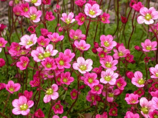 Pink Saxifraga Flower seeds for Planting Garden Favorite, Heirloom & GMO Free Seeds for Home Garden vegetable and garden seeds