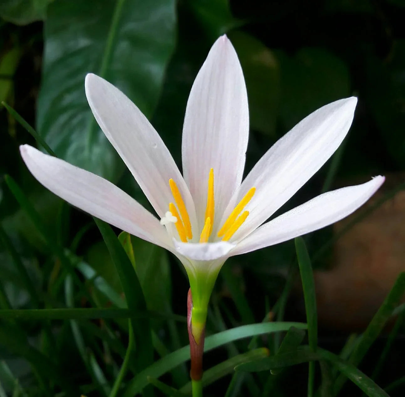Zephyranthes Carinata Flower seeds for Planting Low Maintenance Heirloom & GMO Free Seeds for Home Garden