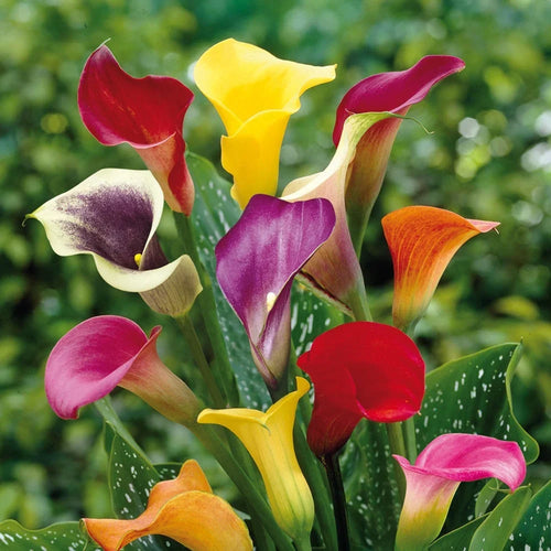 Premium Calle Flower seeds for Planting Compact Growth, Heirloom & GMO Free Seeds for Home Garden seeds