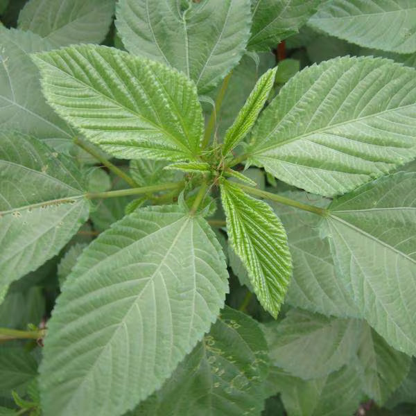 High quality Corchorus Flower seeds for Planting Seasonal Bloomer, Heirloom & GMO Free Seeds for Home Garden seeds pack