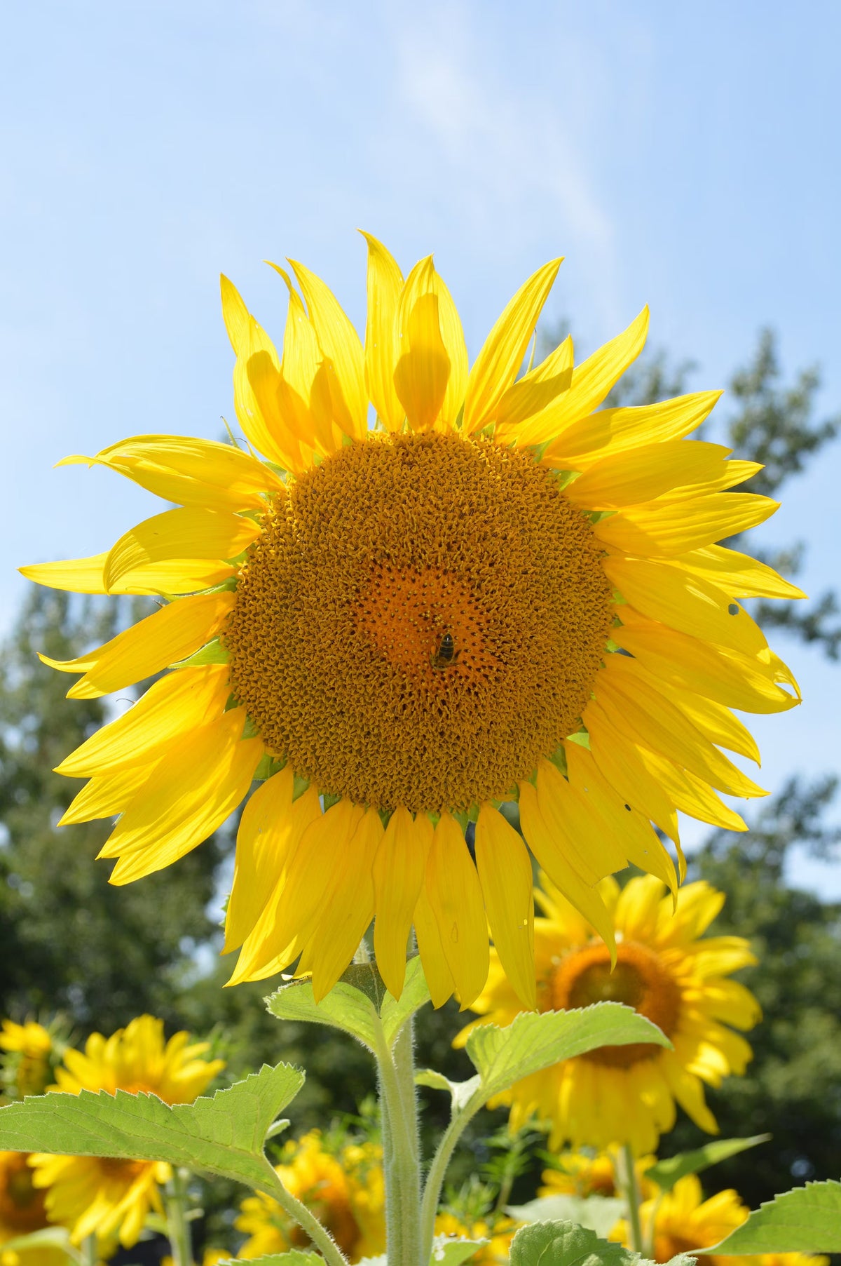 Sunflower Flower seeds for Planting Shade Tolerant Heirloom & GMO Free Seeds for Home Garden