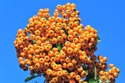 Seaberry (Sea Buckthorn) Elaeagnus Hippophae rhamnoides Orange Berry Fruit Shrub Seeds