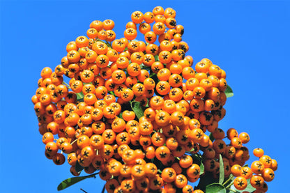 Seaberry (Sea Buckthorn) Elaeagnus Hippophae rhamnoides Orange Berry Fruit Shrub Seeds