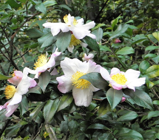 Tea Plant (Black & Green Drinking Tea) Camellia Sinensis Evergreen Tree Shrub Flower Seeds