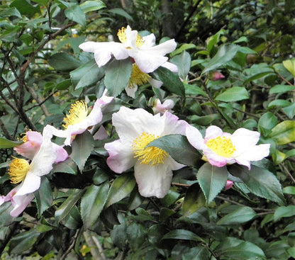 Tea Plant (Black & Green Drinking Tea) Camellia Sinensis Evergreen Tree Shrub Flower Seeds