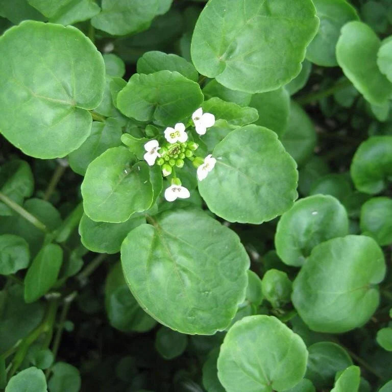 Premium Green Nasturtium Flower seeds for Planting Shade Tolerant, Heirloom & GMO Free Seeds for Home Garden seeds