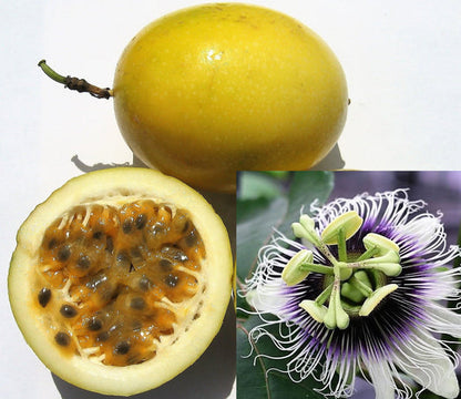 Yellow Passion Fruit (Passiflora edulis flavicarpa) Vine Seeds – Golden Passionfruit with Vibrant Flowers
