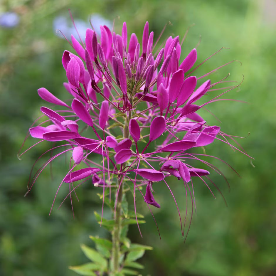 Premium Purple Cleome Hasslerana Flower seeds for Planting Compact Growth, Heirloom & GMO Free Seeds for Home Garden seeds