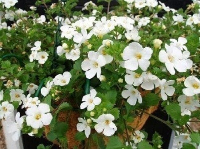 High quality White Snowtopia Flower seeds for Planting Compact Growth, Heirloom & GMO Free Seeds for Home Garden seeds pack