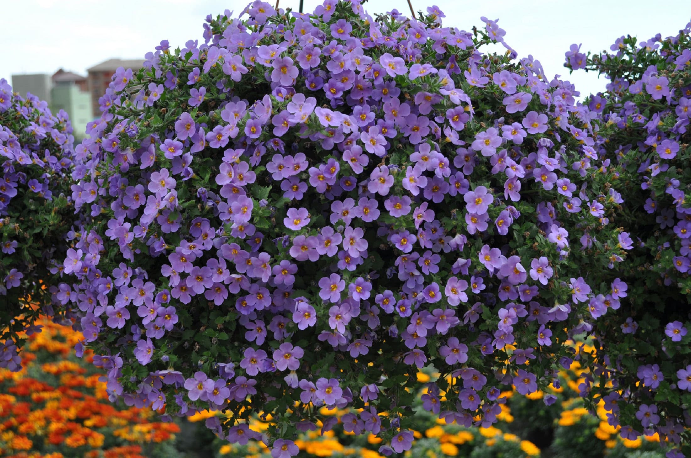Bacopa Blutopia Flower seeds for Planting Premium Quality, Heirloom & GMO Free Seeds for Home Garden vegetable and garden seeds