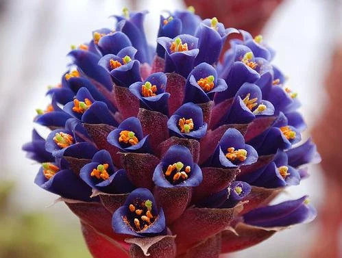 High quality Blue Puya Venusta Flower seeds for Planting Fragrant Blossoms, Heirloom & GMO Free Seeds for Home Garden seeds pack