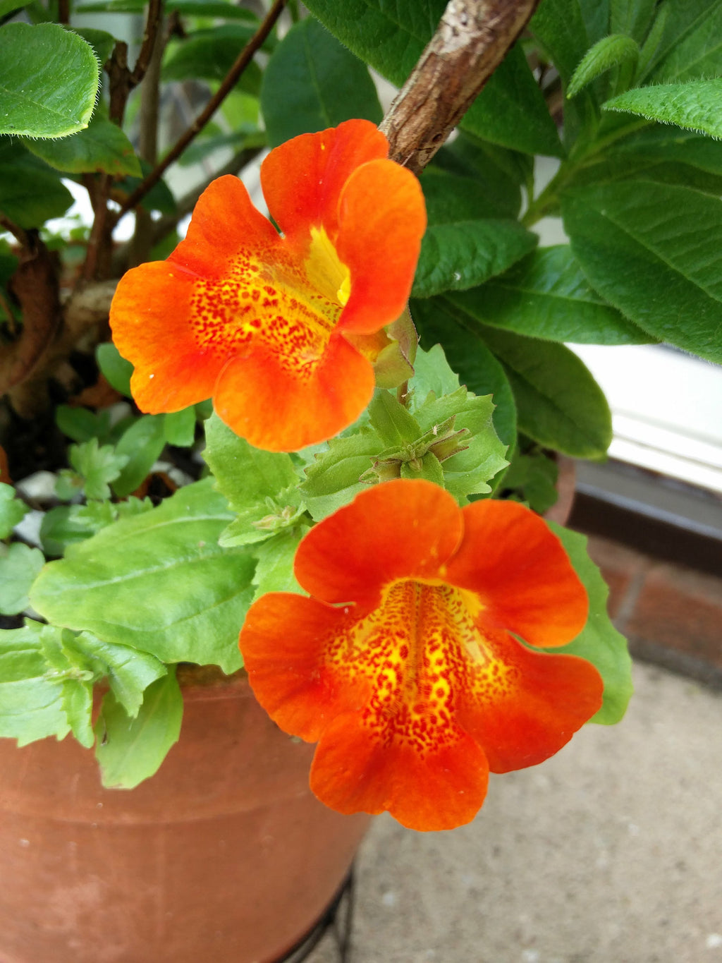 Orange Mimulus Flower seeds for Planting Wildflower Mix, Heirloom & GMO Free Seeds for Home Garden seeds for planting