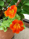 Orange Mimulus Flower seeds for Planting Wildflower Mix, Heirloom & GMO Free Seeds for Home Garden seeds for planting