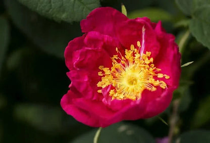 Red Rugrose Rose Flower seeds for Planting - Wildflower Mix, Heirloom & GMO Free Seeds for Home Garden