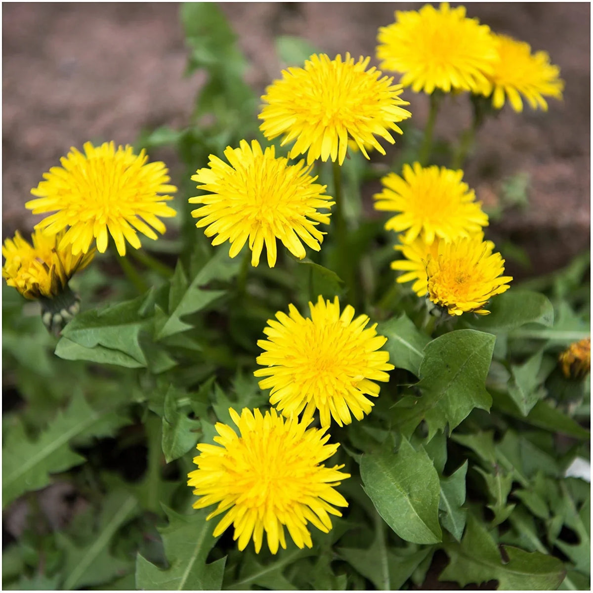 Dandelion (Dandelion Flower) seeds for planting in home garden