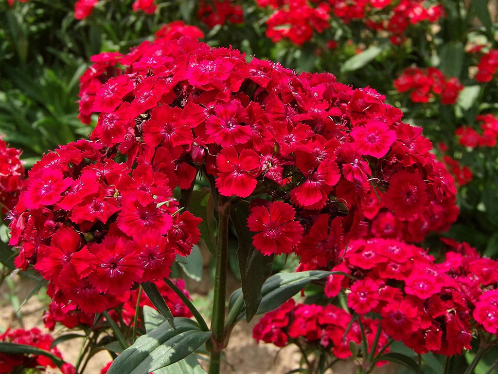 Red William Flower seeds for Planting Compact Growth, Heirloom & GMO Free Seeds for Home Garden vegetable and garden seeds