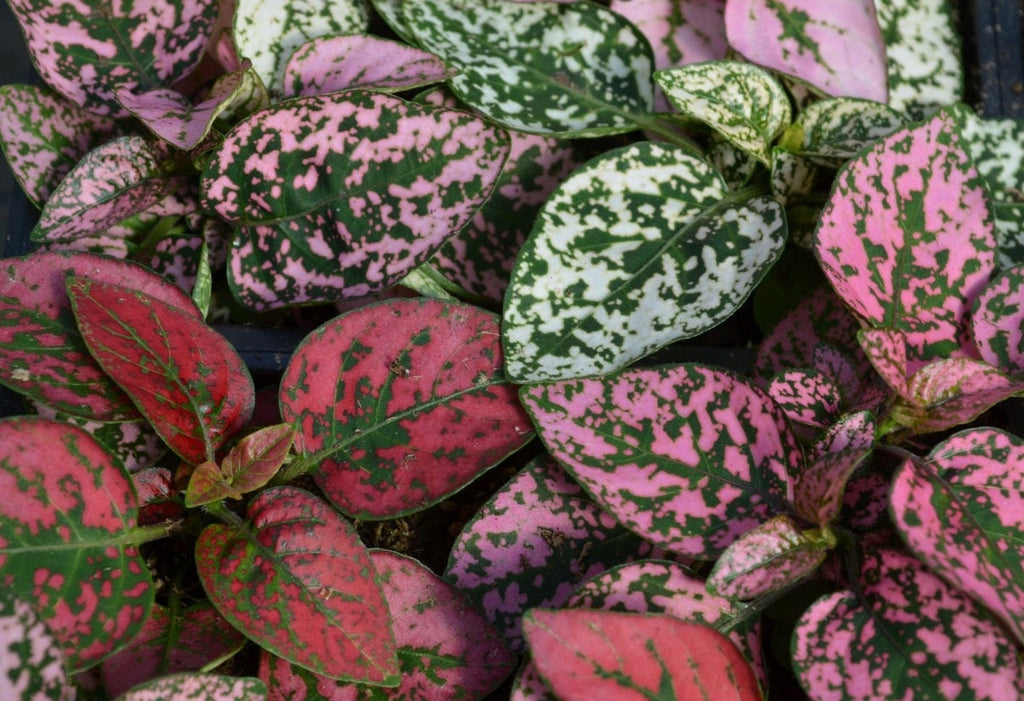 High quality Pink Green Hypoestes Splash Flower seeds for Planting Bright Blooms, Heirloom & GMO Free Seeds for Home Garden seeds pack